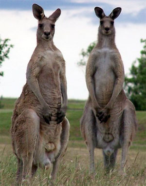 kangaroos_gg300.jpg